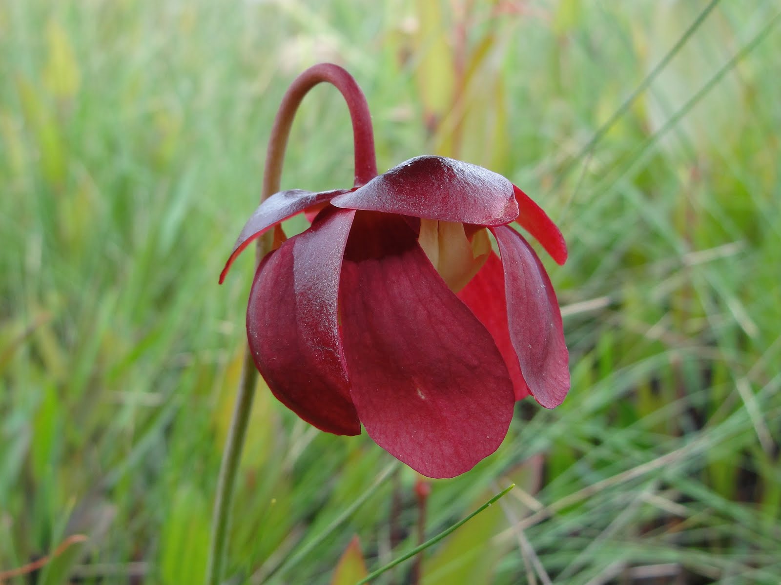 onward, westward Pitcher plants in bloom