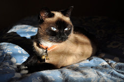 OOna kitties the evil mastermind