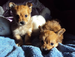 Chihuahua-poo pups look like little foxes, very small,