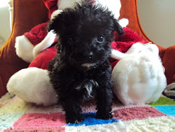 Tiny Lhasa-Poo puppy