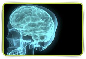 [CEREBRO_290x200.jpg]