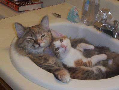 [cats-kitten-sink.jpg]