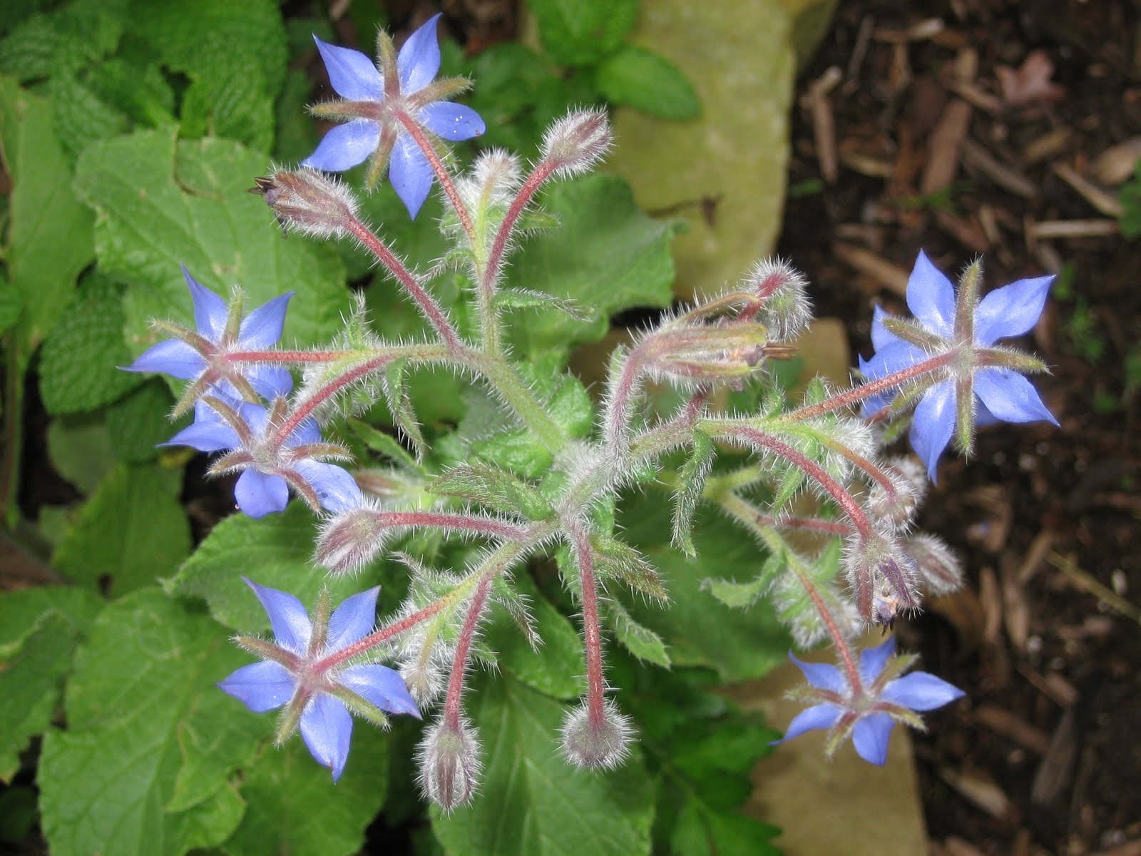 Lisa Bonassin's Garden Medicinal Uses of Borage