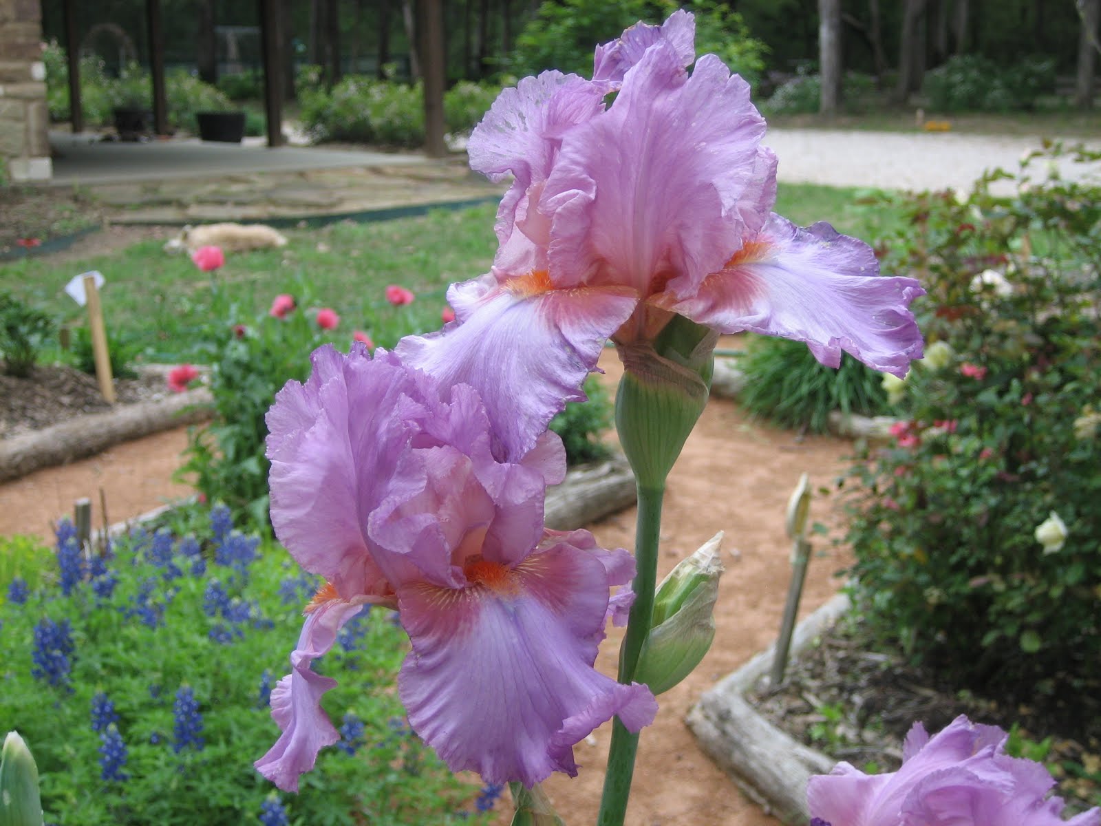 Lisa Bonassin&rsquo;s Garden: What&rsquo;s Blooming Now - Persian Berry Irises 04/13/10