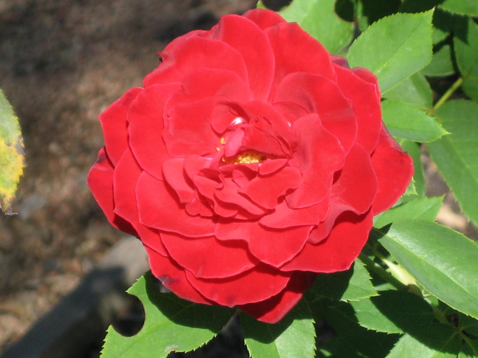 Lisa Bonassin's Garden: What's Blooming Now Dame de Coeur Rose 10/07/10