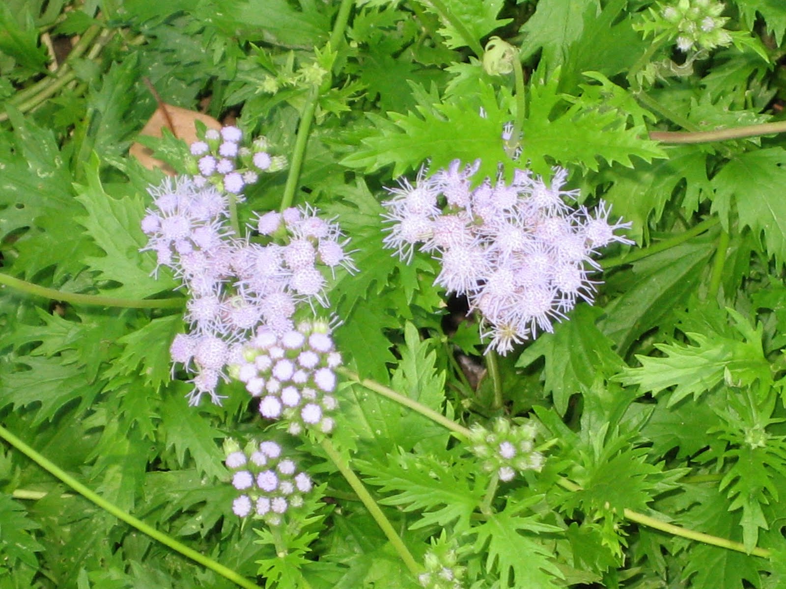 Lisa Bonassin's Garden What's Blooming Now Blue Mist Flower 10/23/10