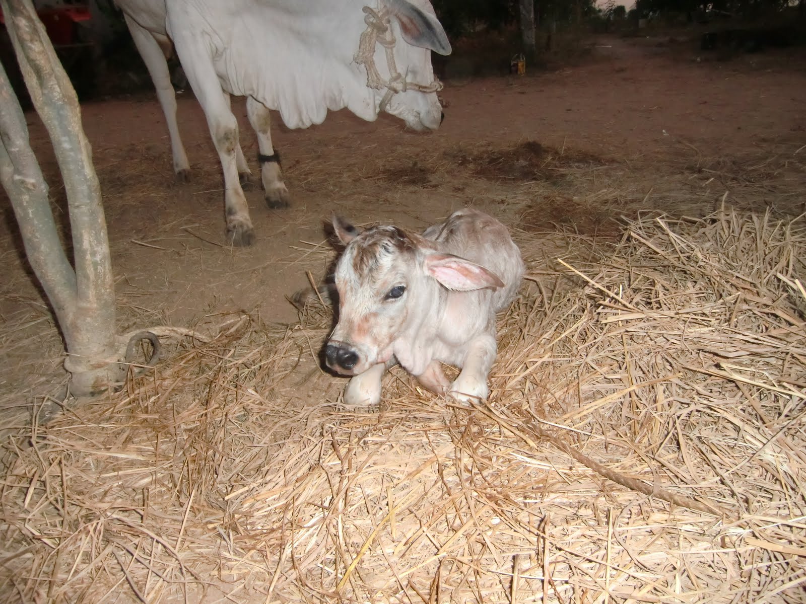 sulochana's diary A male baby cow born just now