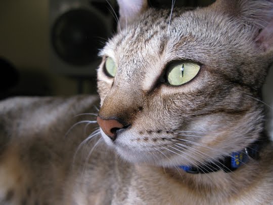 light gray mackerel tabby cat