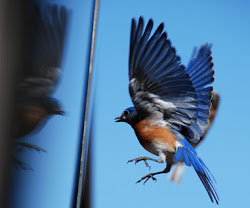 birds dead windows bird window hitting canada bluebird deadly toll take each against die blunders bb