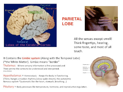 Complex thinking part of brain image