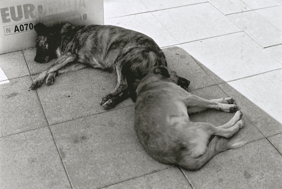 [Tillmans+2008-042YourDogs.jpg]