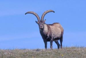 [ibex.jpg]