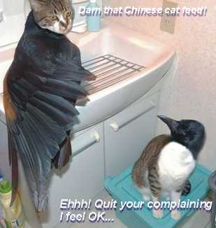 [catcrow[1].JPG]