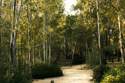Parque forestal de 'Las Aguilillas'