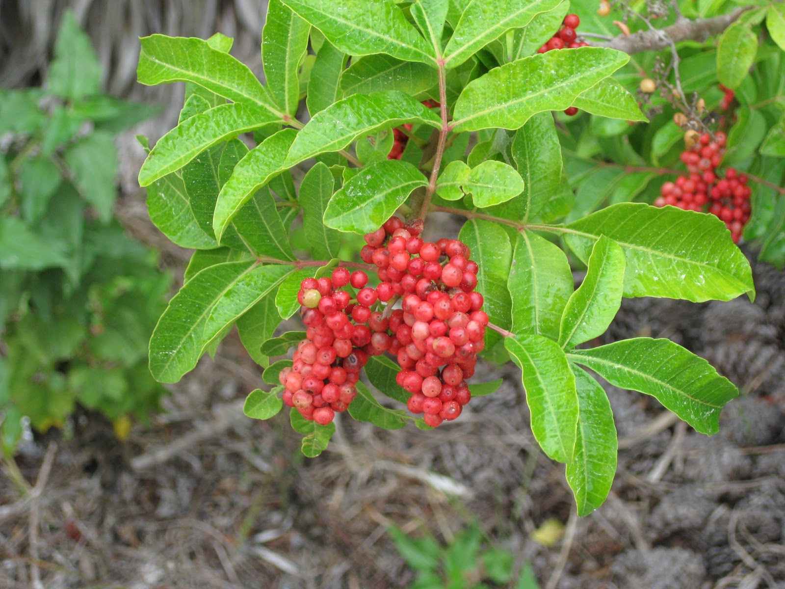 Random Ferments Brazilian Pepper