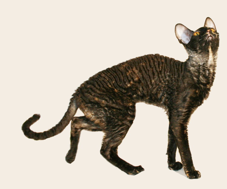 devon rex rescue