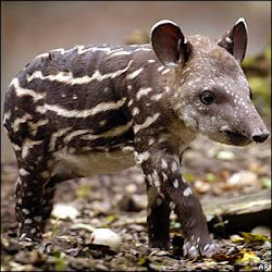 ¡¡quiero ser un tapir!!