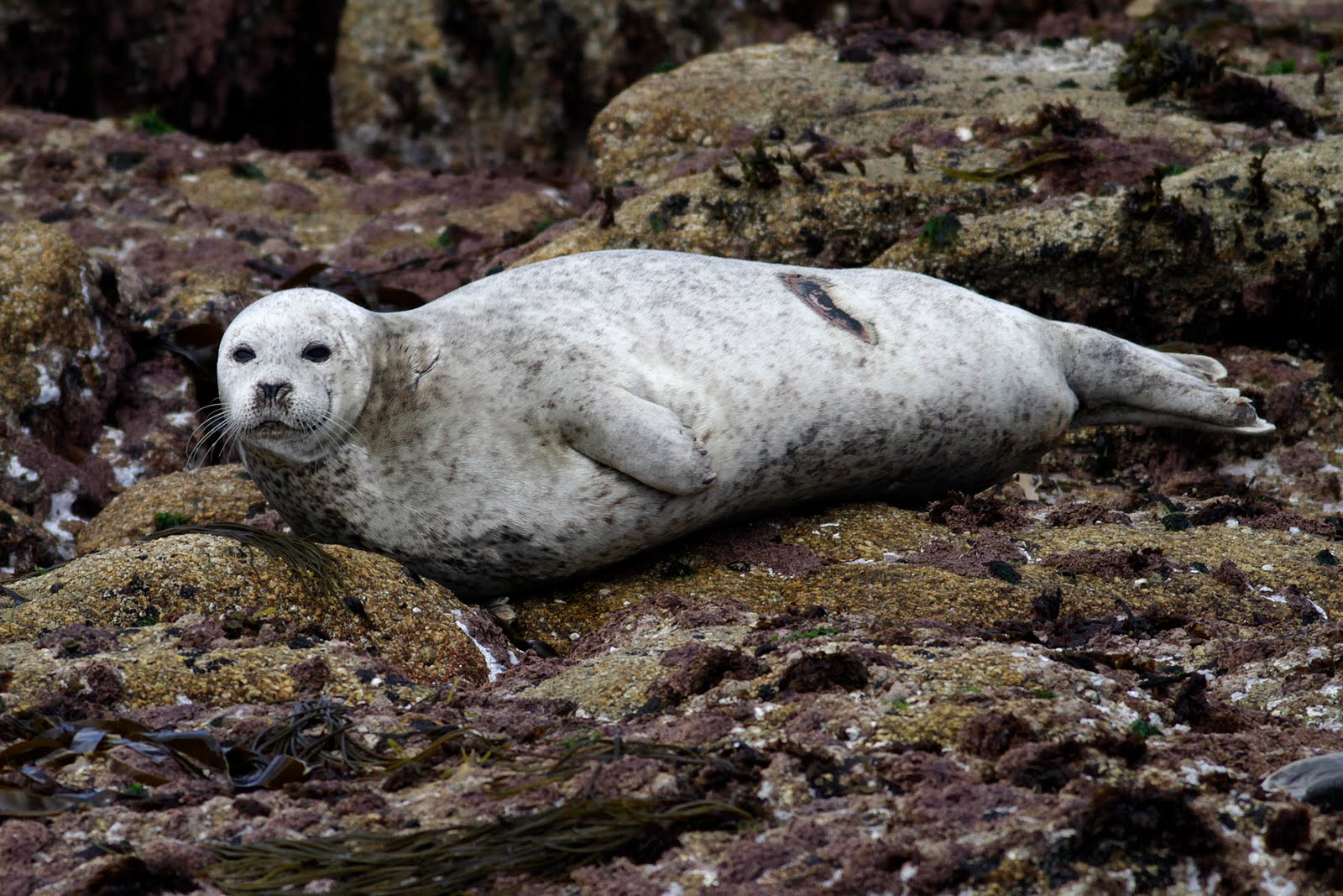 Joe Pender Wildlife Photography: Common Seal