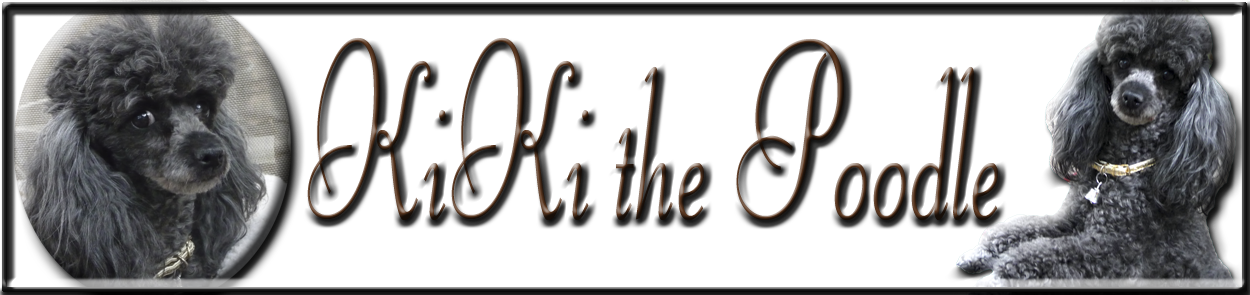 KiKi the Poodle