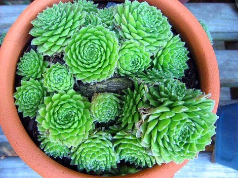Dtl Herbs Ltd Herb Of The Week Hens And S Hens And S Also Known As Ens Jupiter Eye Or Beard Thor Bullock Sengreen Ayron Ayegreen Donnersbart