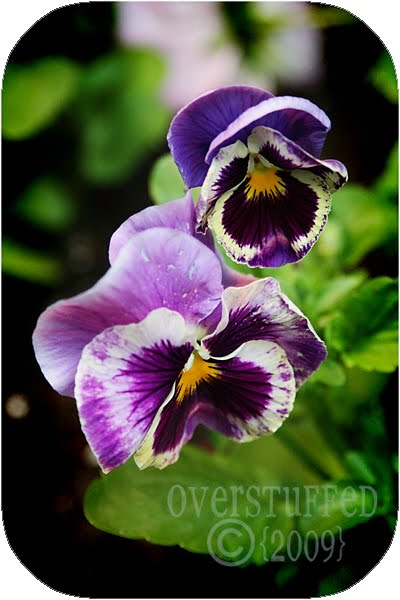 [IMG_2086+Butchart+Gardens+purple+web.jpg]
