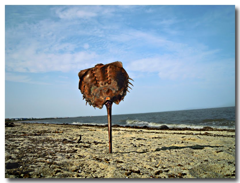 the IMAGESMITH® Slaughter Beach