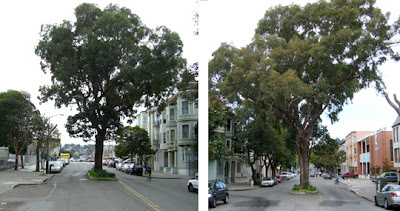 Tree on Sanchez Street, at 14th Street, in San Francisco's Duboce Triangle neighborhood.