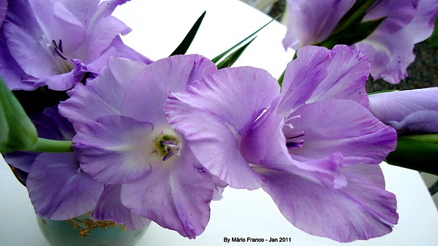 Meu Cantinho Verde: PALMA-DE-SANTA-RITA (Gladiolus x hortulanus)