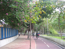 Biking under the Banyan trees