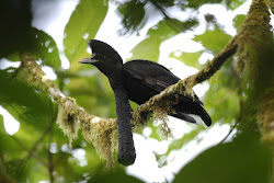 wattled umbrellabird birds umbrella bird animals fauna unreal ecuador icon fabula habitat