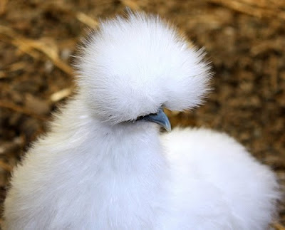 silkie chicken