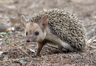 Αποτέλεσμα εικόνας για long eared hedgehog