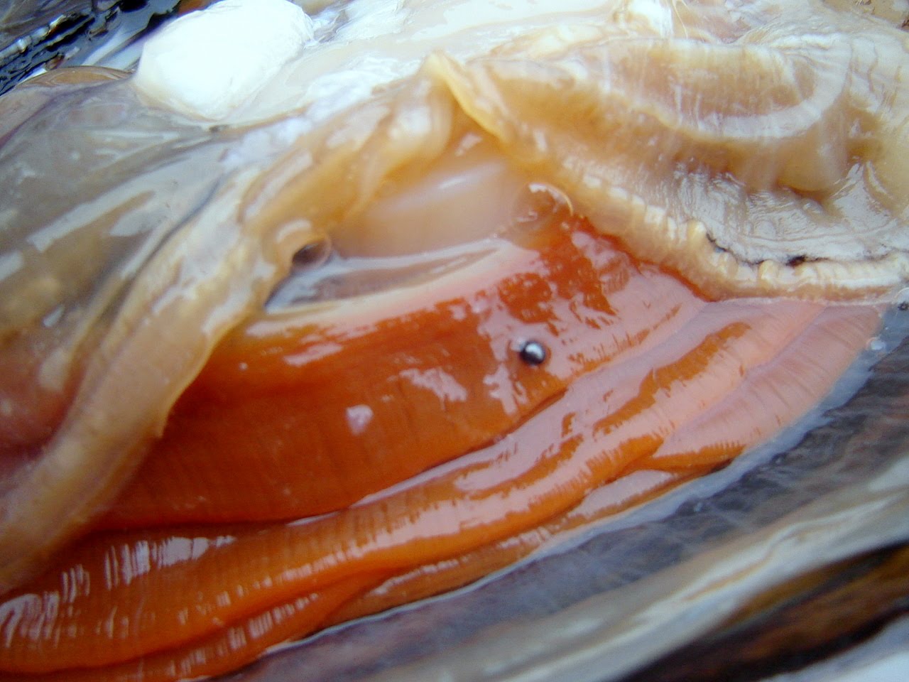 professor fish heads The magnificent Pen Shell