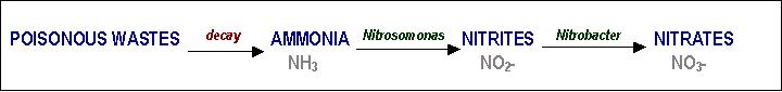AFRICAN RIFT LAKE CICHLIDS: The Aquarium Nitrogen Cycle