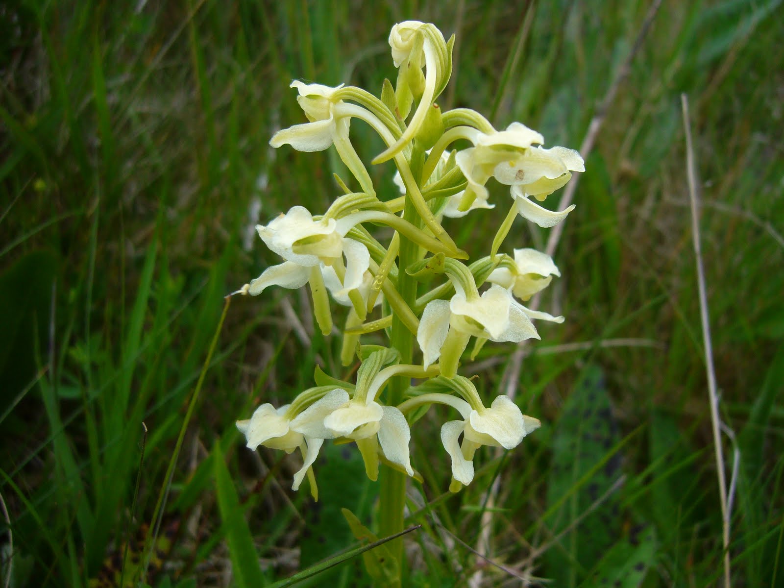 nibirds Greater Butterfly Orchid