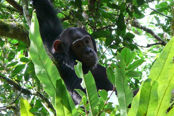 [P1060217-Chimpanzee.jpg]