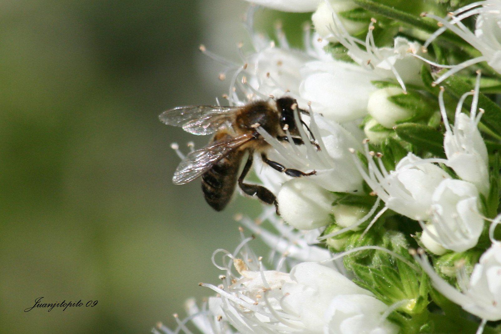 [abeja+en+flor+blanca+03.jpg]