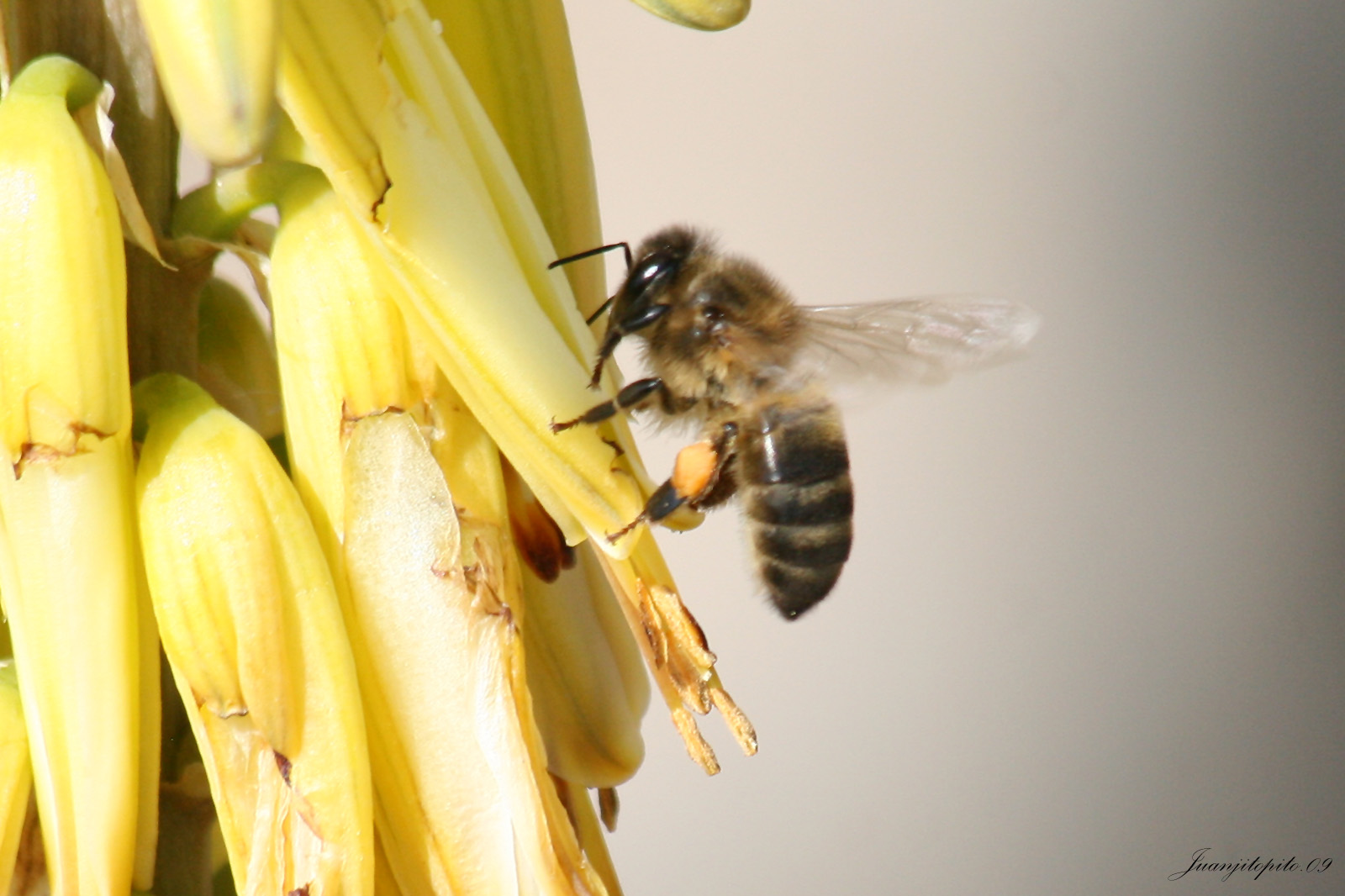 [abeja+con+flor+amarilla+01.jpg]
