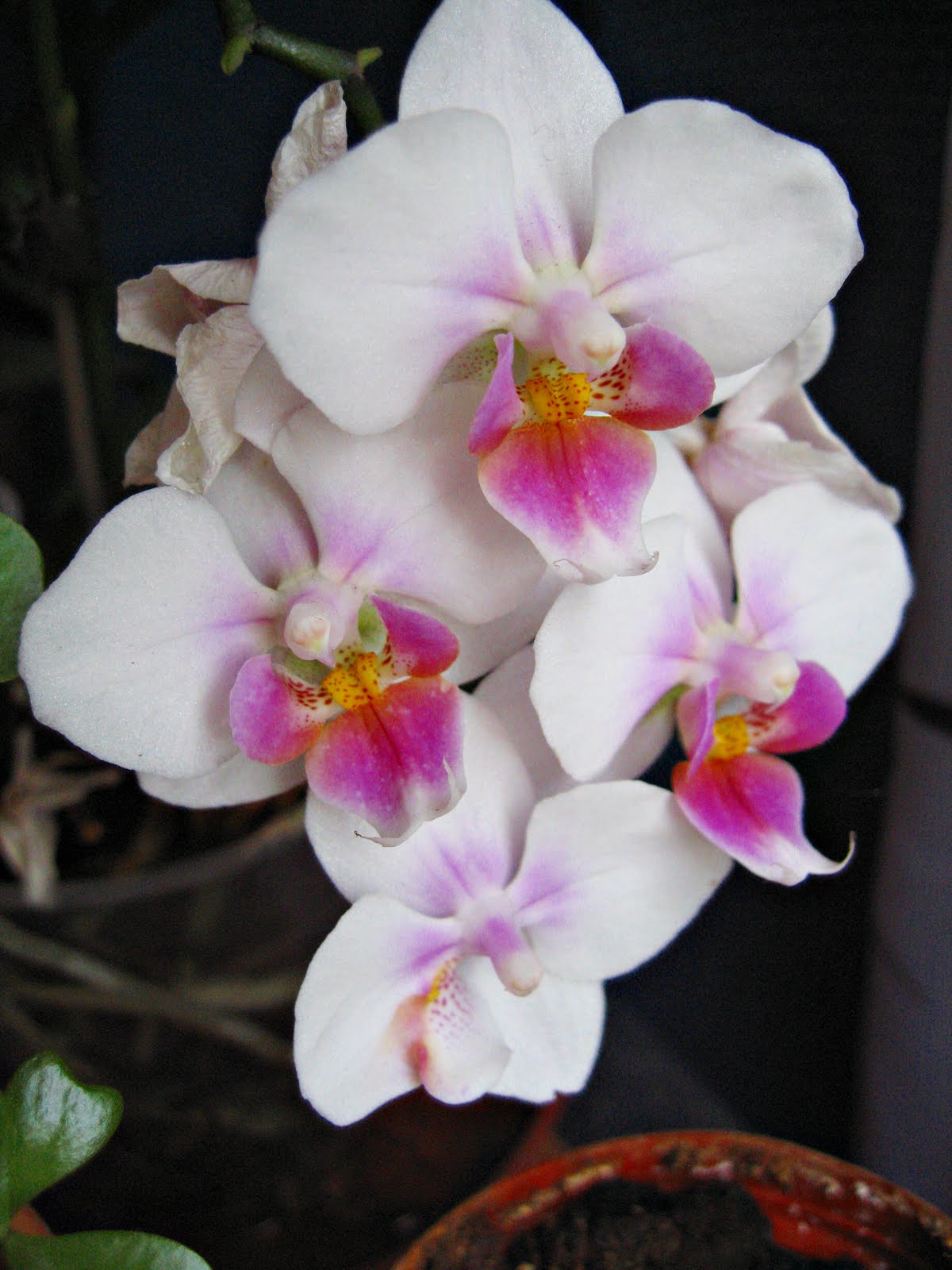 //4.bp.blogspot.com/_jm1CMb9ncNs/TFAEefHYjQI/AAAAAAAAAE8/mpWFT05W29g/s1600/orchidea+28.7.10+001.JPG