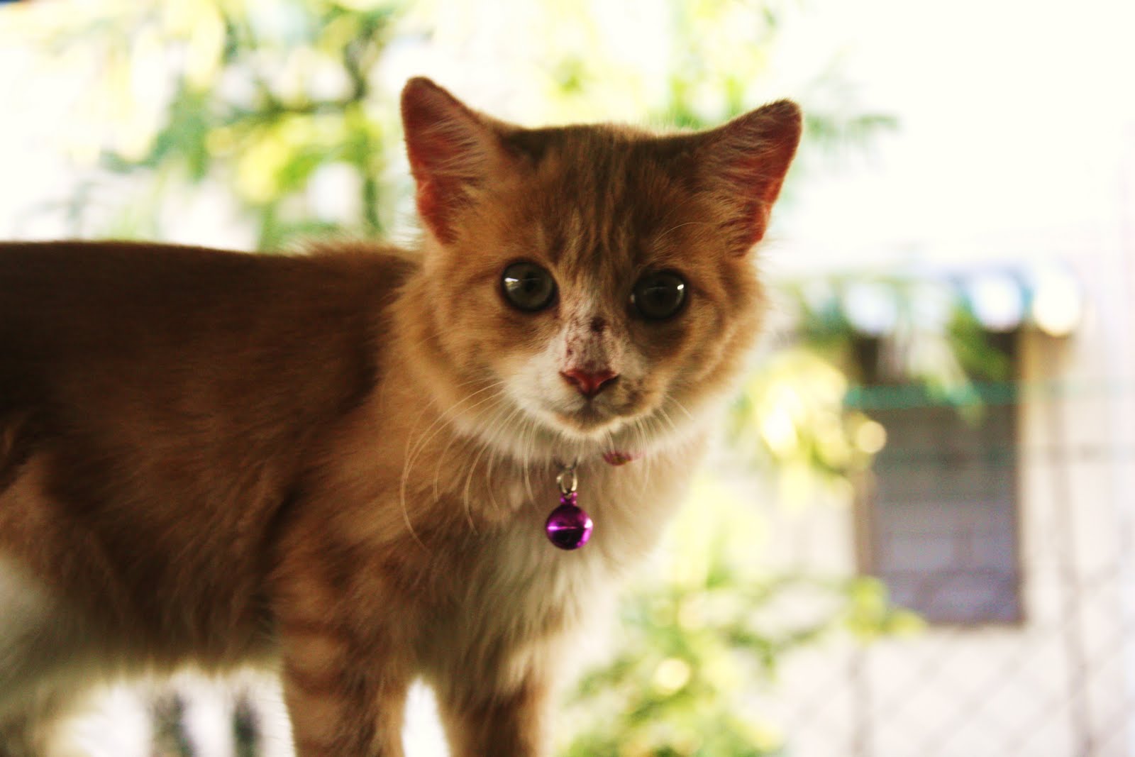 CONTEST KUCING PALING COMEL