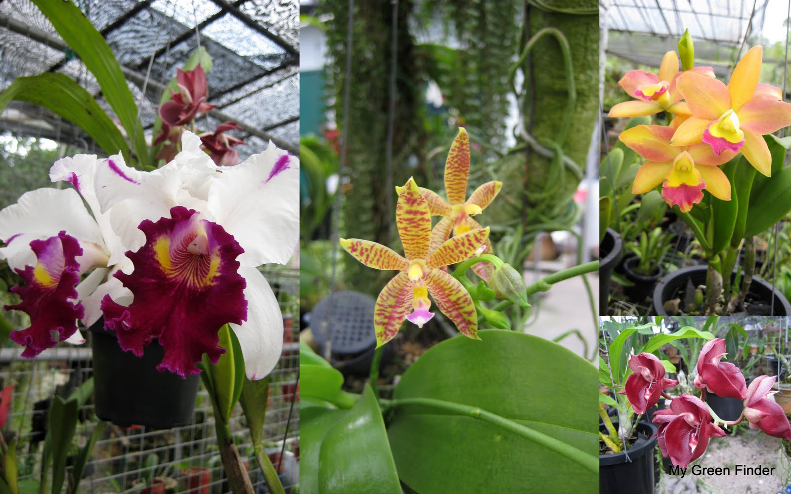 MY GREEN FINDER Plant Vendors Life Style Orchids Nursery