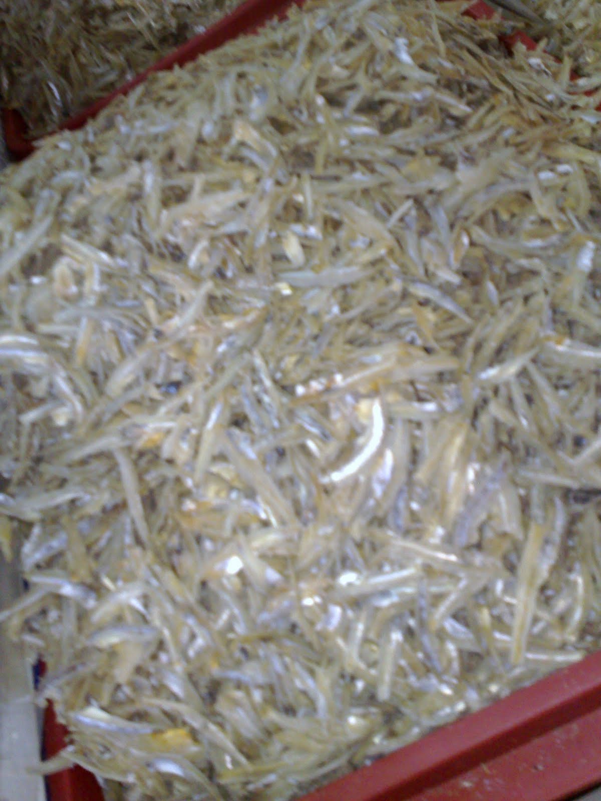 pengedar ikan bilis,udang kering,amplang,melinjo