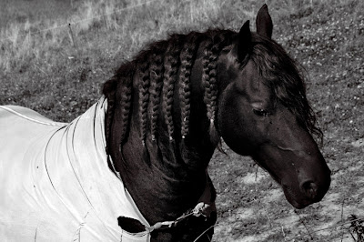 cheval noir avec pions de crinière tressée, photo © dominique houcmant