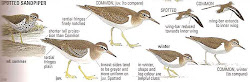 birds common sandpiper europe masterpeice improving artuso wildlife christian