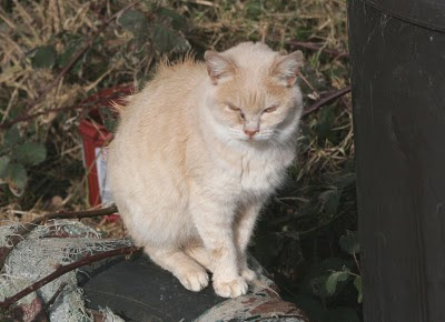 beige buff ginger bob tailed cat