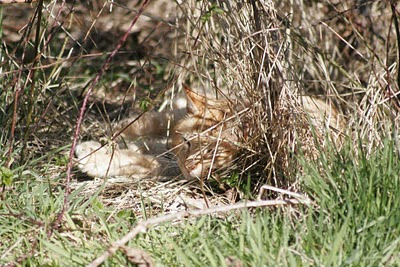 Orange tabby feral cat takes a nap in the weeds and brush