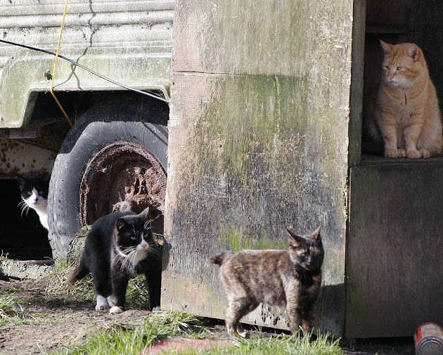 Candid cats, photo of feral cats at cat condo