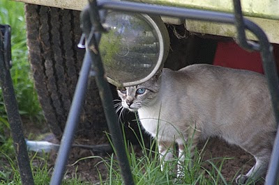 adoptable feral kitten Fran hides, she's shy