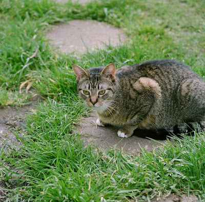 Rescued former feral kitten explores the outdoors, Mamiya c330, Fuji Pro 400H