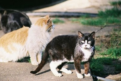 Feral cats, suspicious of people but needing our help